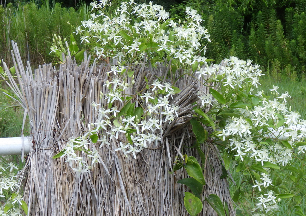 ワラの花飾りを見つけました