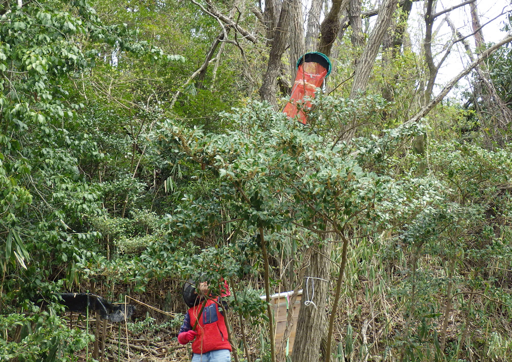 分蜂したミツバチの捕獲